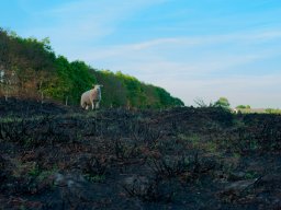 IMGP4929_Faar_paa_toppen_